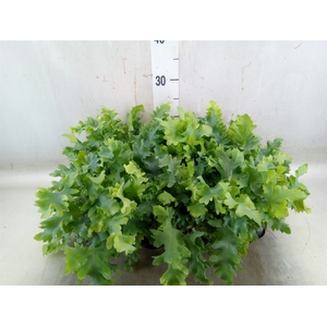 Phlebodium aureum 'Davana'