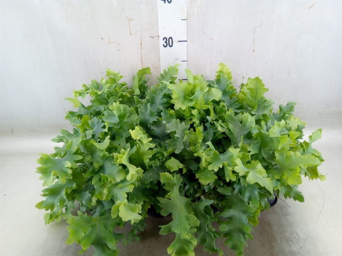 <h4>Phlebodium aureum 'Davana'</h4>