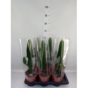 Euphorbia acrurensis