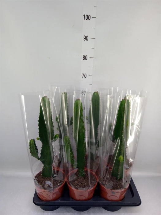 <h4>Euphorbia acrurensis</h4>