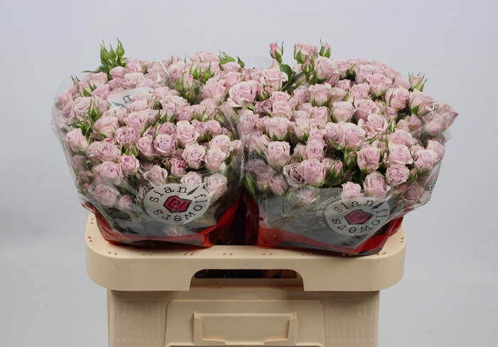 <h4>R TR LAVENDER QUEEN</h4>