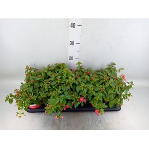 Fuchsia  'Bella Fuchsia Lydia'