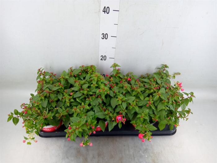 <h4>Fuchsia  'Bella Fuchsia Lydia'</h4>