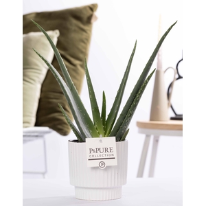 Aloe Vera in P&PURE Ivy ceramics shiny white