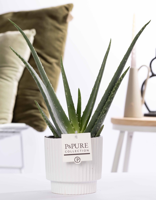<h4>Aloe Vera in P&PURE Ivy ceramics shiny white</h4>