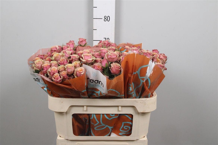 <h4>R Tr Antigua</h4>