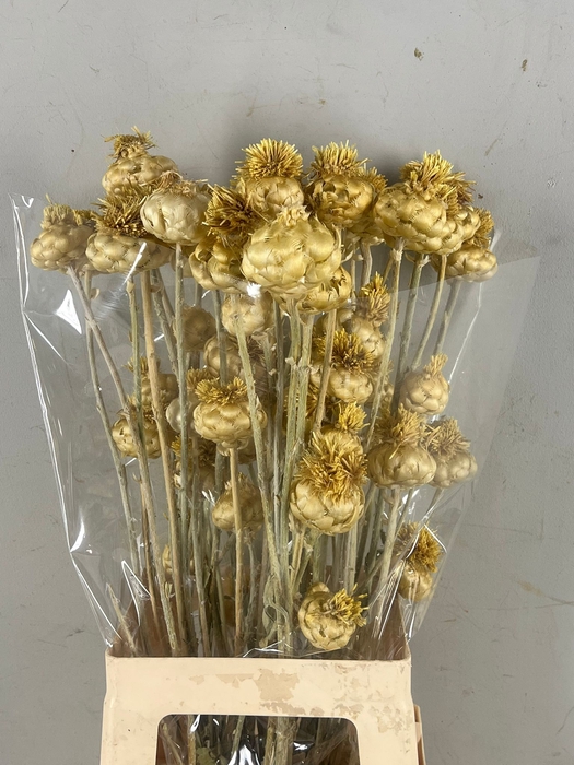 <h4>DF Cynara Vertakt</h4>