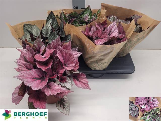 <h4>BEG BEL GEM</h4>