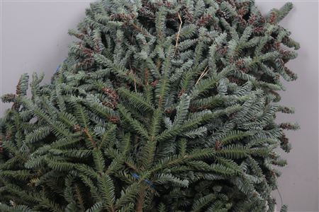 Abies Nob Blauw Kilo