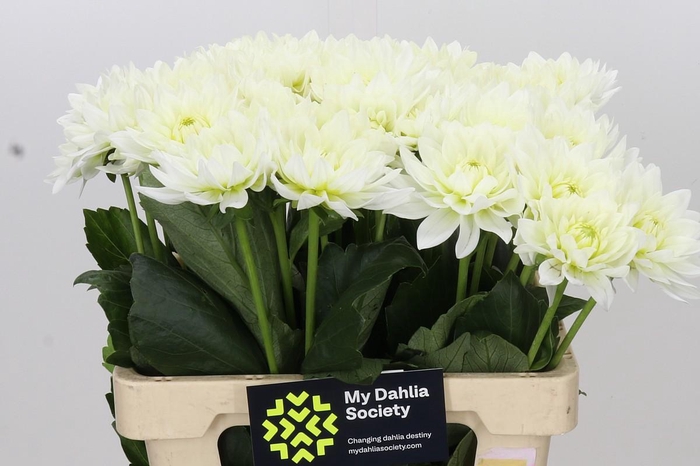 <h4>Dahlia Karma M. Zwaan</h4>
