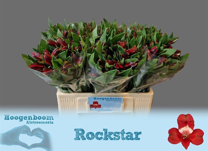 <h4>Alstr Rockstar</h4>