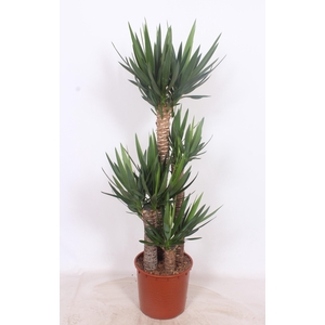 Yucca elephantipes 120-90-60-30 XL