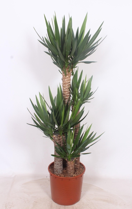 <h4>Yucca elephantipes 120-90-60-30 XL</h4>
