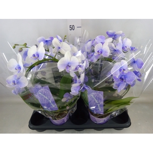 Phalaenopsis   ...