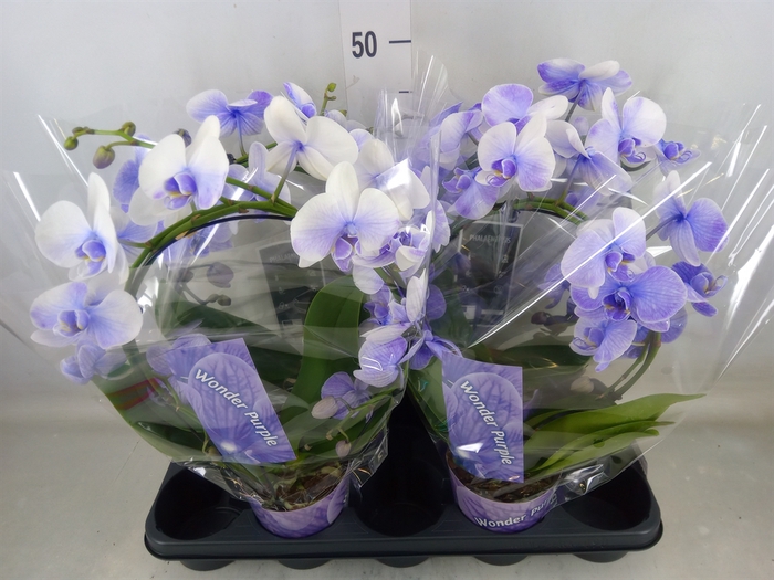 <h4>Phalaenopsis   ...</h4>