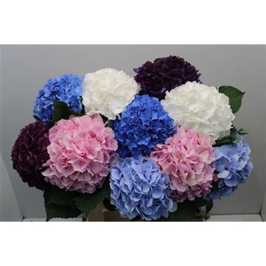 Hydr M Mix 80-22 Excl