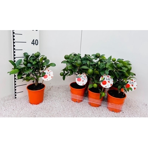 Citrus limetta Rossa-Lime mini-stem