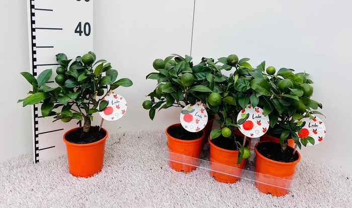 <h4>Citrus limetta Rossa-Lime mini-stem</h4>