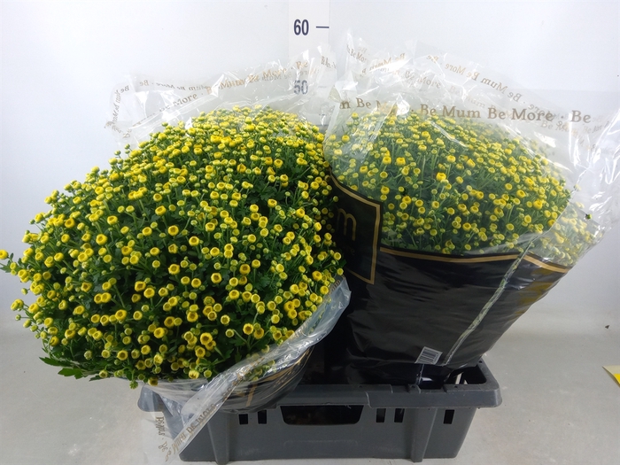 <h4>Chrysanthemum   ..</h4>