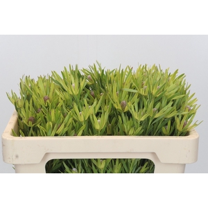 Leucadendron Lime Green Spray