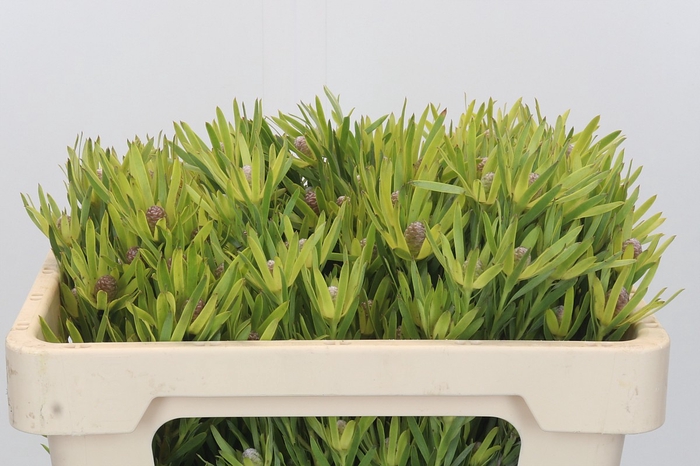 <h4>Leucadendron Lime Green Spray</h4>