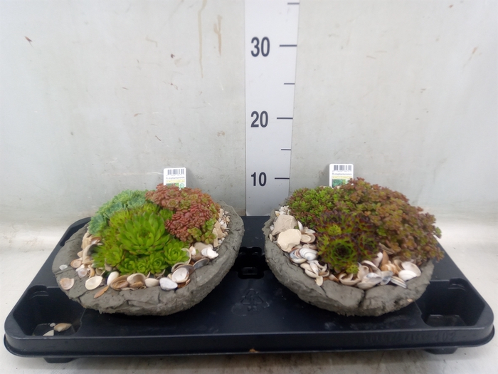 <h4>Arr.   Tuinplanten L%</h4>