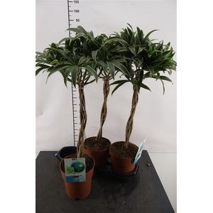 Dracaena 19 Cm. P. Song Of Stripe Vlechtstam 80 Cm