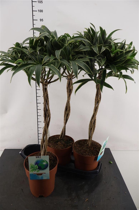 <h4>Dracaena 19 Cm. P. Song Of Stripe Vlechtstam 80 Cm</h4>
