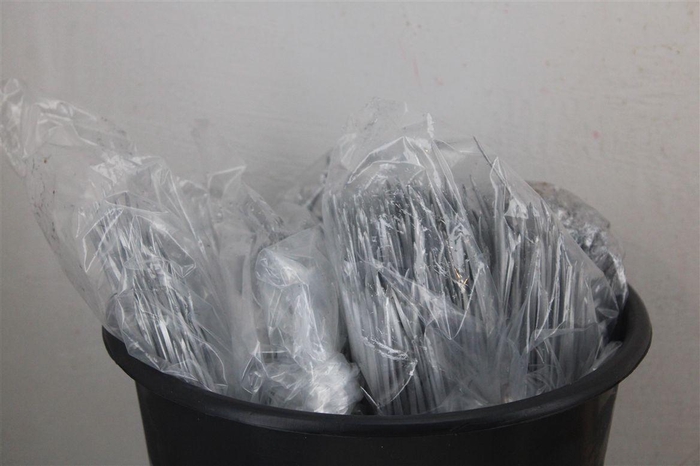 <h4>Dennen Naalden Silver</h4>