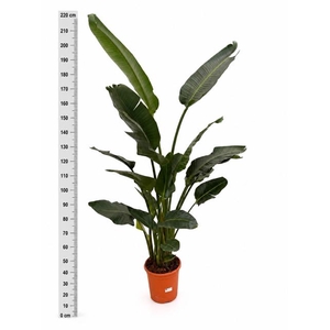 STRELITZIA NICOLAI