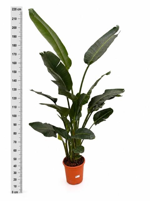 <h4>STRELITZIA NICOLAI</h4>