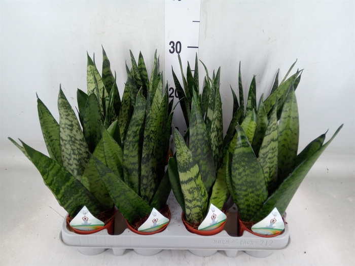 <h4>Sansevieria zeylanica</h4>