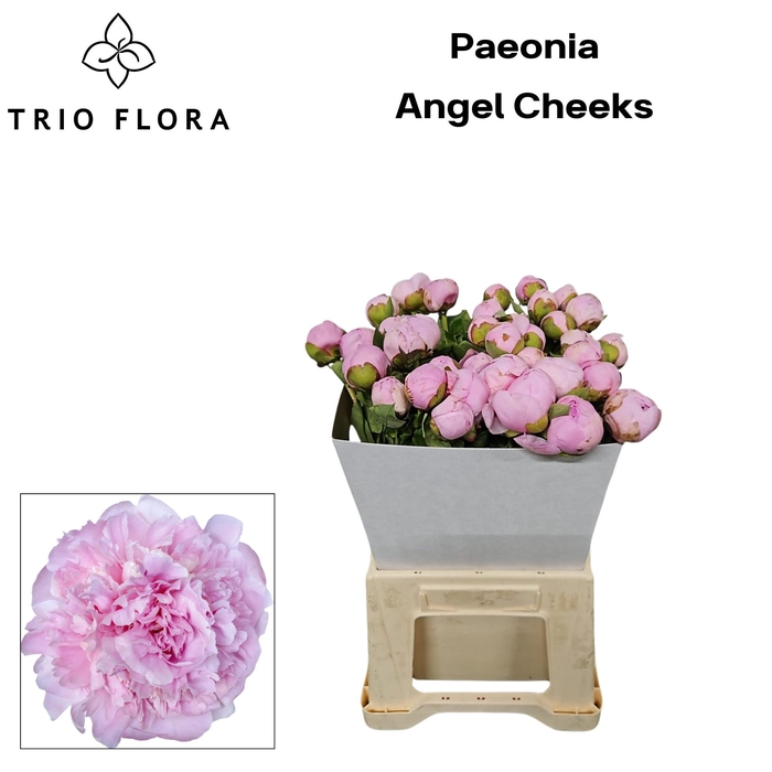 <h4>PAEO L ANGEL CHEEKS</h4>