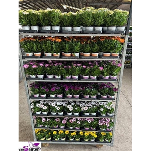 OSTEO MIXSHELVE