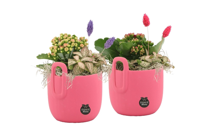 <h4>22016: Lovess arrangement</h4>