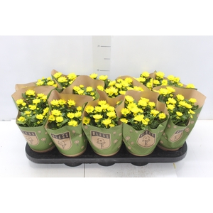 CRISANTEMO MINI P11 AMARELO