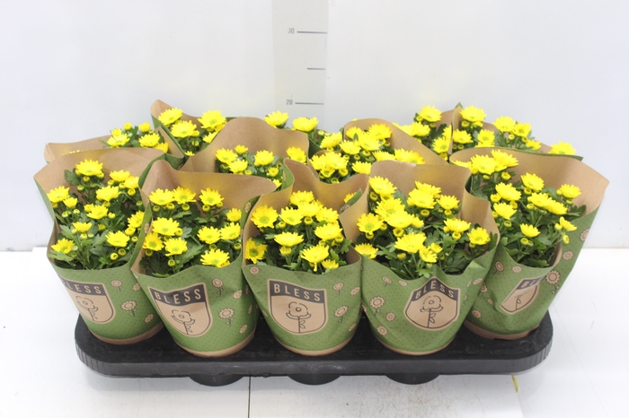 <h4>CRISANTEMO MINI P11 AMARELO</h4>