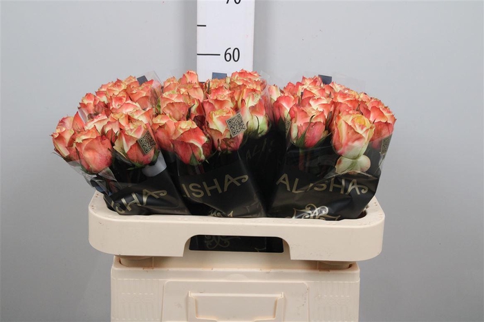 <h4>R Gr Adventure</h4>