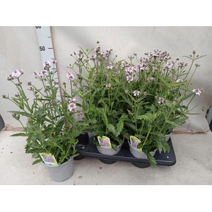 Verbena rigida 15Ø 45cm