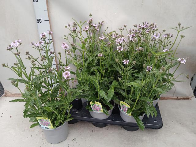 Verbena rigida 15Ø 45cm