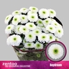 Chr T Daydream Zentoo