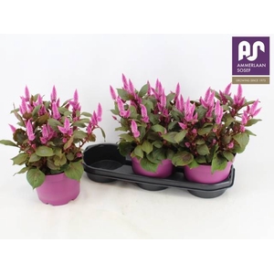 CEL WILD PINK