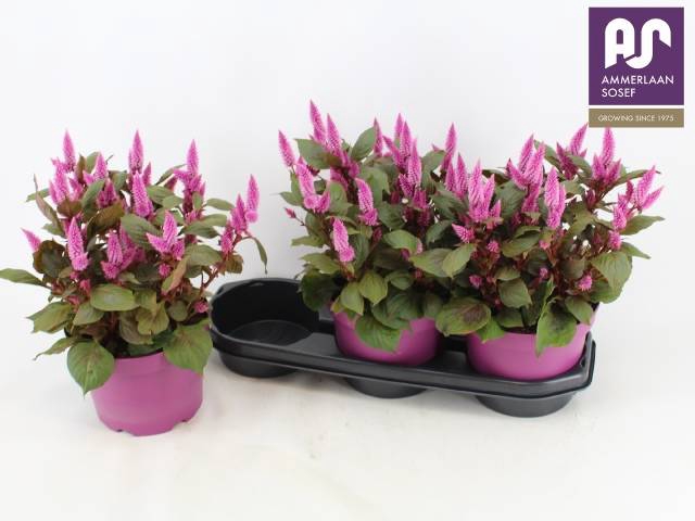 <h4>CEL WILD PINK</h4>