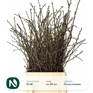 Kersenbloesem Per Bos