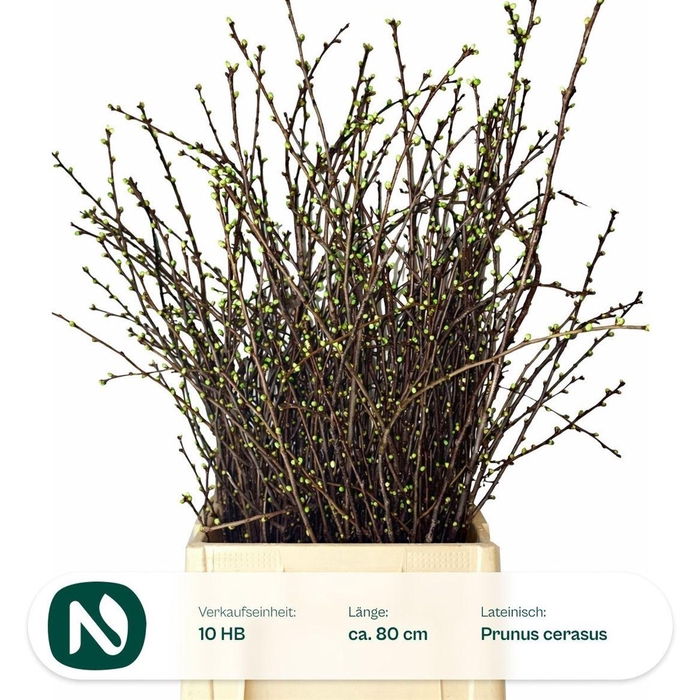 <h4>Kersenbloesem Per Bos</h4>