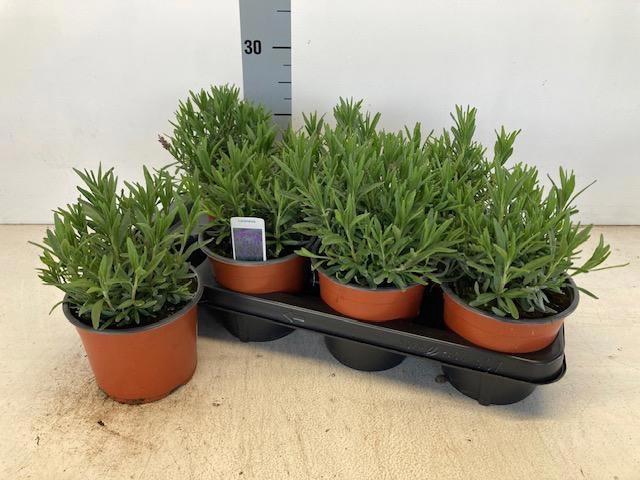 <h4>LAVAN AN HIDCOTE</h4>