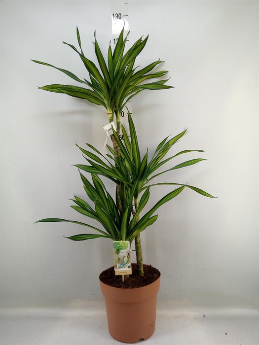 Dracaena frag. 'Riki'