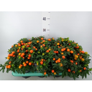 Solanum pseudocapsicum 'Megaball'