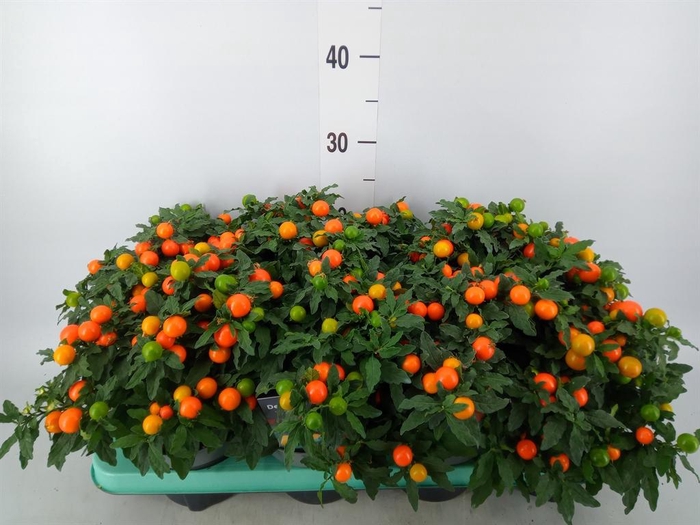 <h4>Solanum pseudocapsicum 'Megaball'</h4>