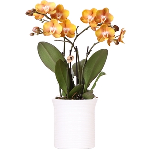 Kolibri Orchids Phalaenopsis Las Vegas in Furrow pot